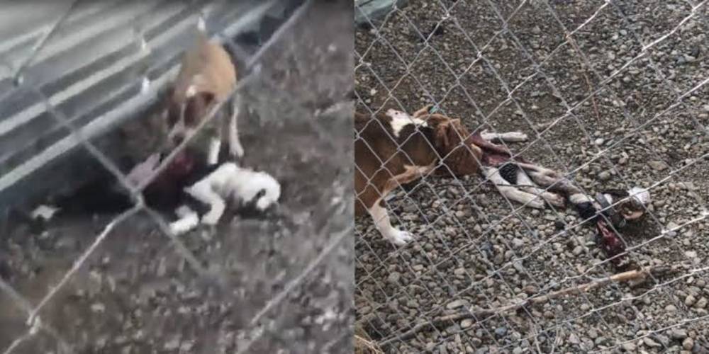 Aç kalan köpekler barınakta birbirini parçaladı: Belediye Başkan Yardımcısı görevden uzaklaştırıldı