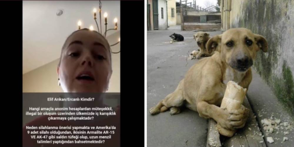 ABD’den Türkiye’ye provokasyon: Halka sokak hayvanlarını öldürme çağrısı!