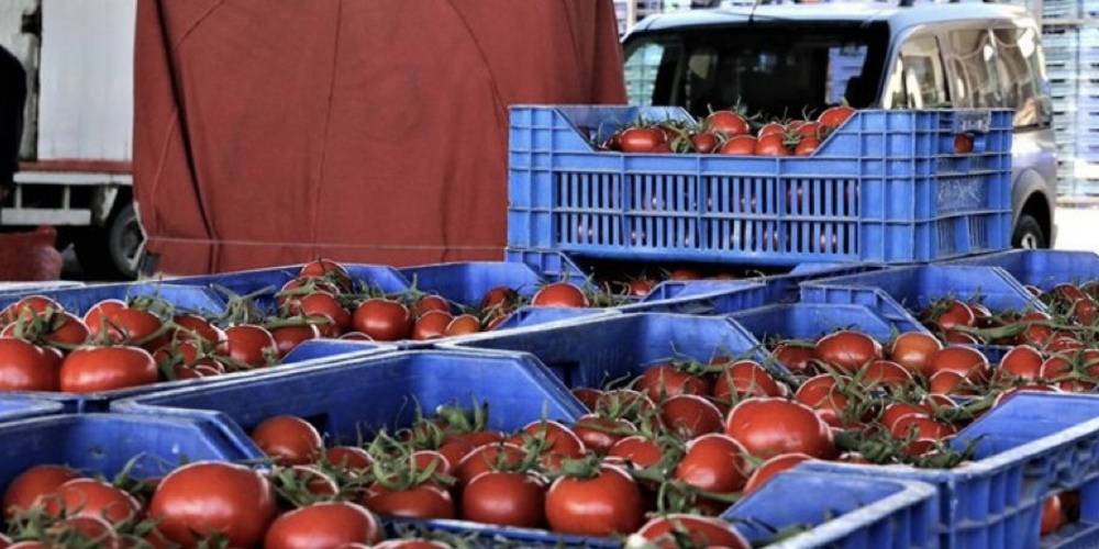 Ticaret Bakanlığı, "domateslerin çöpe dökülmesine" para cezası için işlem başlattı