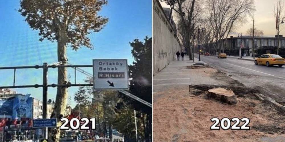 İBB’nin Beşiktaş’taki ağaç kıyımı belgelendi! Hassasiyet değil katliam