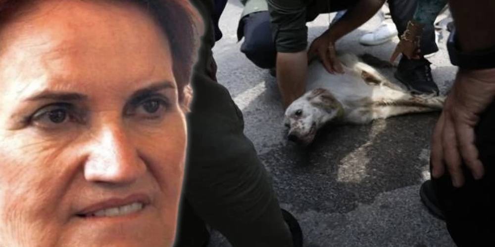 Meral Akşener’i ısıran köpek öldü