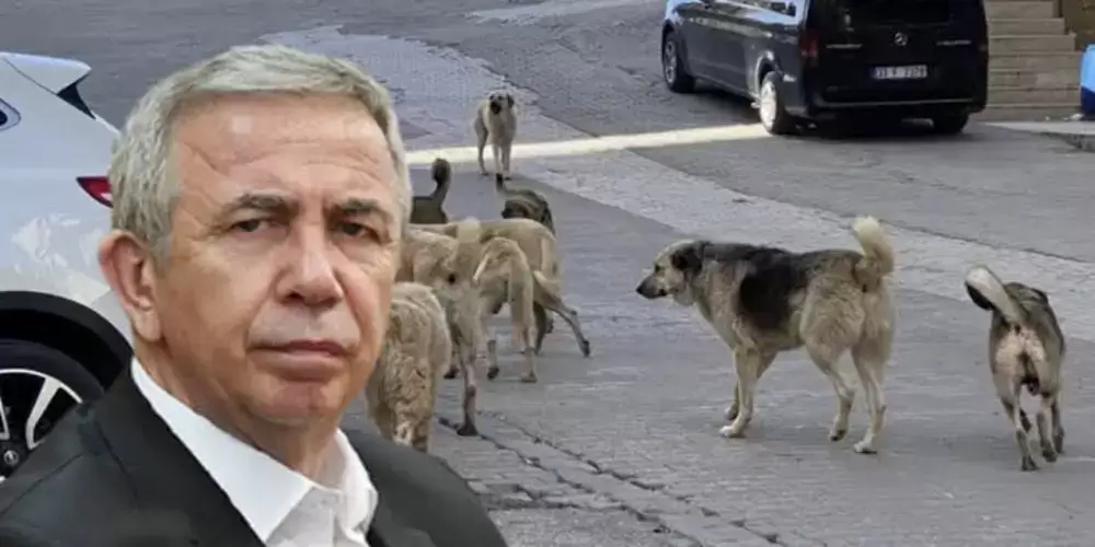 "Ankara'daki köpek saldırısı olayının birinci derecede sorumlusu Mansur Yavaş'tır"