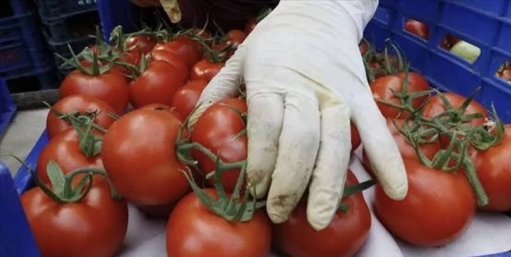 Rusya, Türkiye'den ithal edilen domates kotasını artırmaya hazırlanıyor