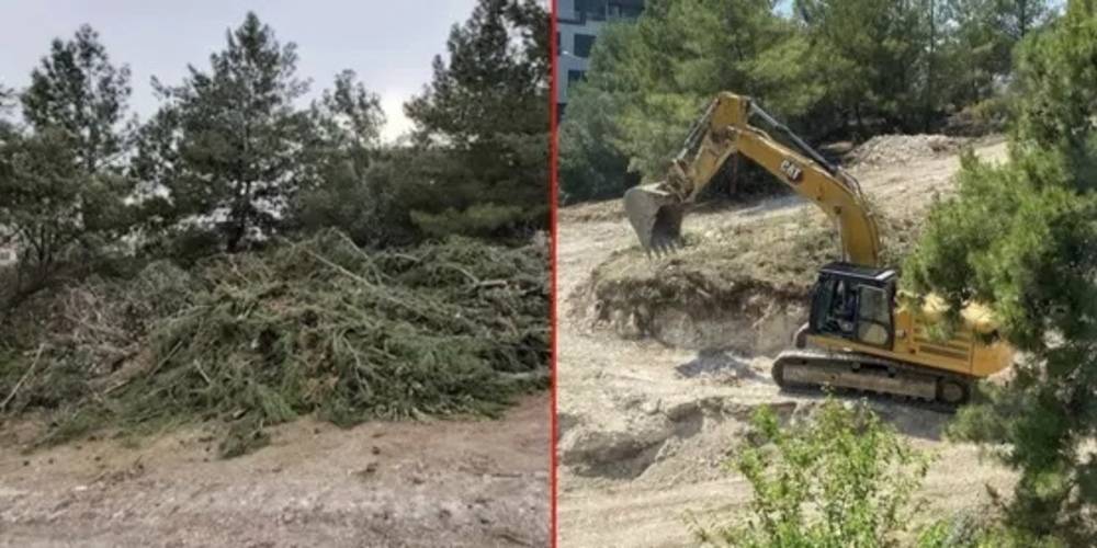 İzmir Büyükşehir Belediyesi, rant uğruna yarım asırlık ağaçları katletti