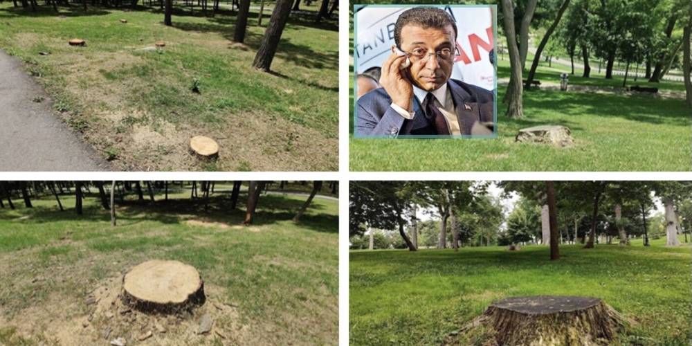 İBB, Emirgan’da 54 ağacı kesmişti: Ağaçlardan geriye bu manzara kaldı