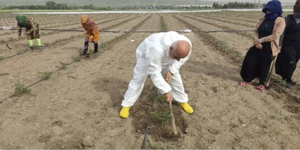 Tarım ve Orman Bakanı Kiriçci buğday ve domates tarlalarını gezdi, çapa yaptı