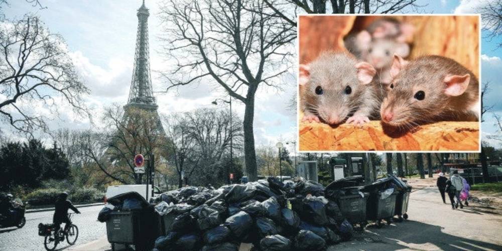 Paris artık fareleriyle meşhur