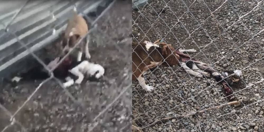 CHP’li Çanakkale Belediyesi’nin barınakta aç bıraktığı köpekler birbirlerini parçaladı! Şok görüntüler…