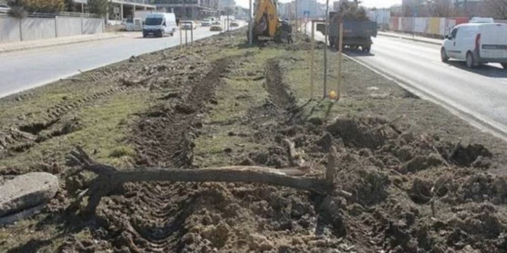 Tekirdağ Büyükşehir Belediyesi'nden ağaç katliamına pes dedirten savunma: Dekora uymadı kestik!