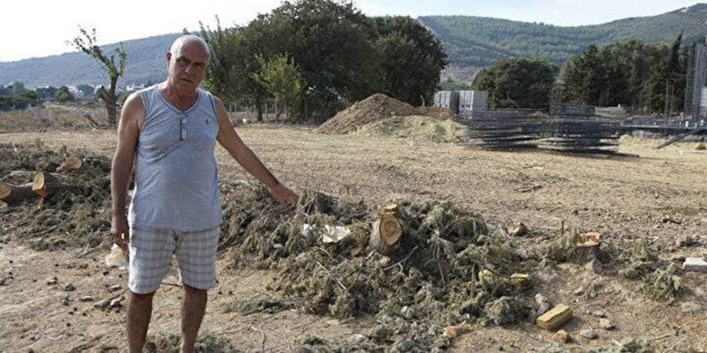 CHP'li Seferihisar Belediyesi villa yapılan arazideki asırlık çam ağaçlarını katletti