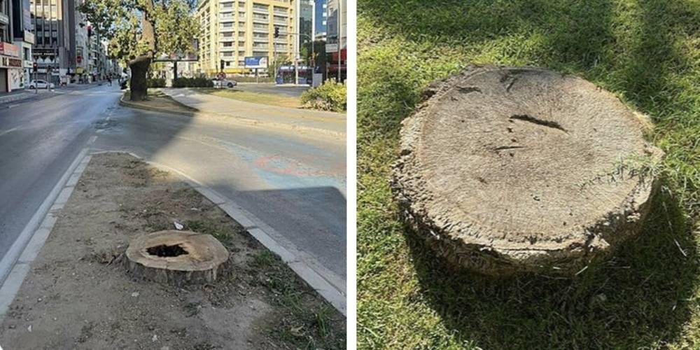 İzmir Büyükşehir Belediyesi'nden ağaç katliamı